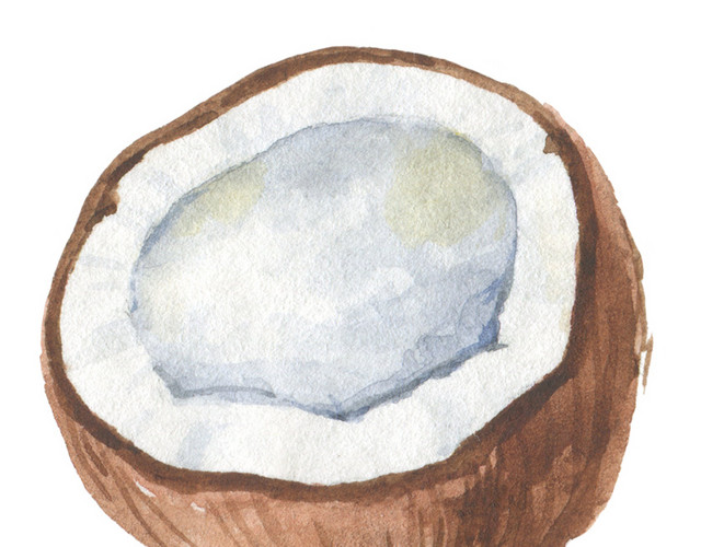 手绘水彩椰子矢量素材