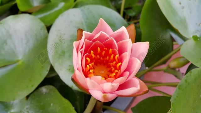 绿色荷叶莲花清新背景图片