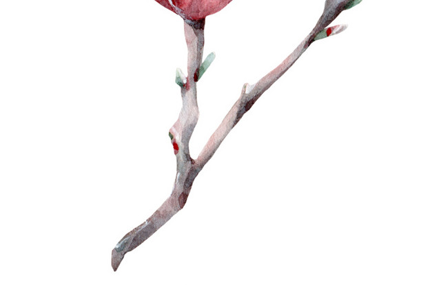 彩绘花朵素材