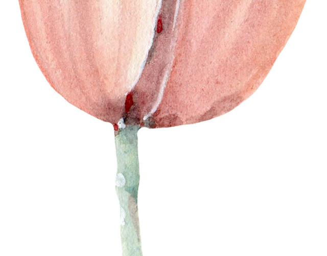 花蕾花苞素材