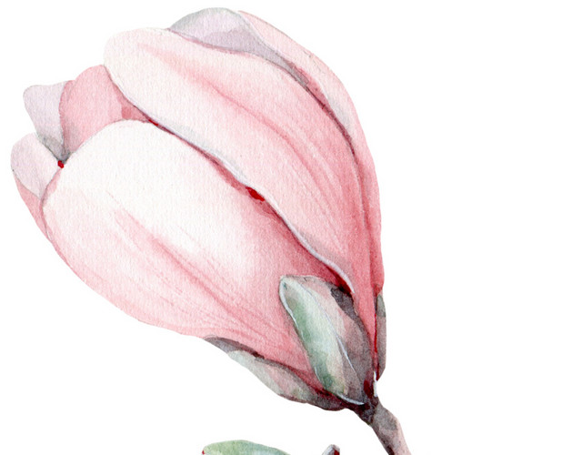花蕾素材