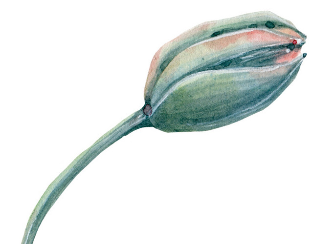 花蕾花苞矢量素材