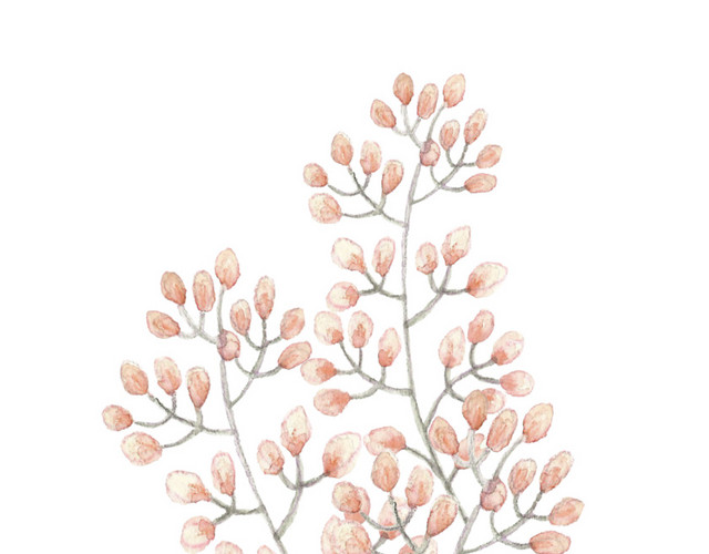 彩绘花卉植物素材