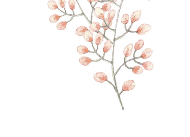 彩绘花卉植物素材