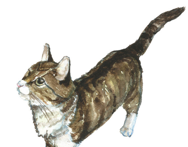 猫素材