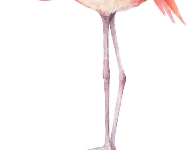 火烈鸟素材