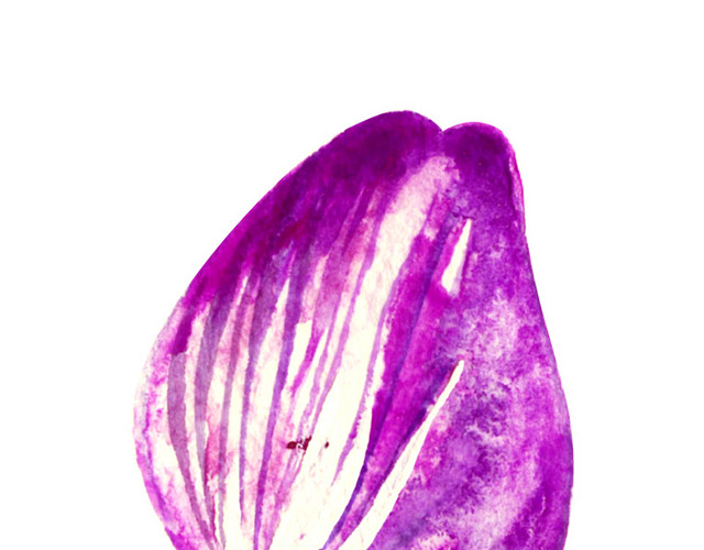 花瓣花落素材