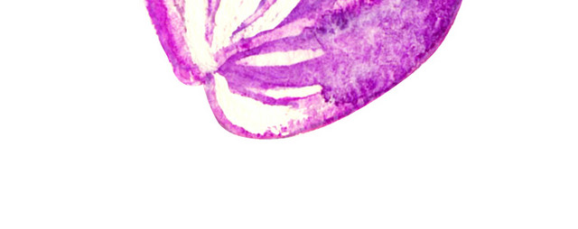 花瓣花落素材