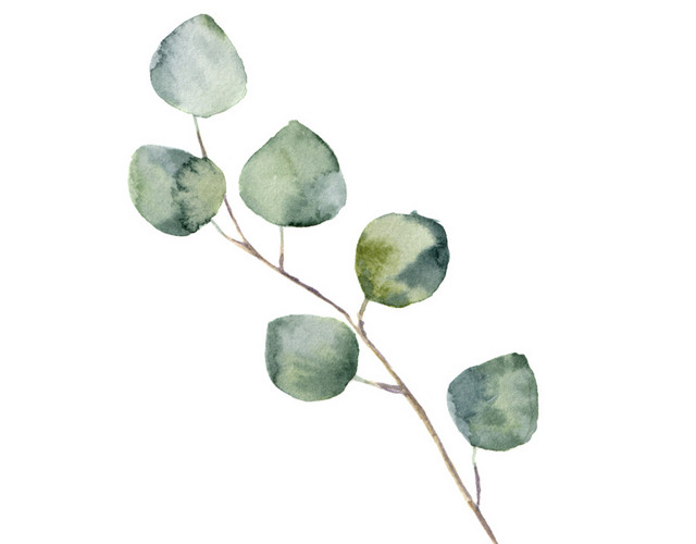水彩圆叶子植物矢量素材