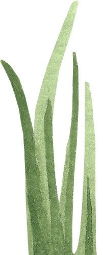 小草素材