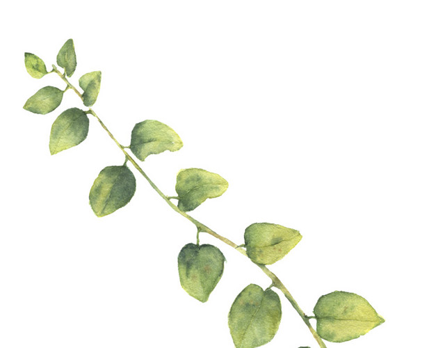 绿色植物叶子边框底纹素材