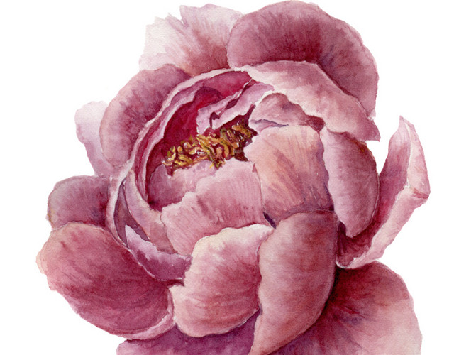 浪漫粉色盛放花卉国画素材