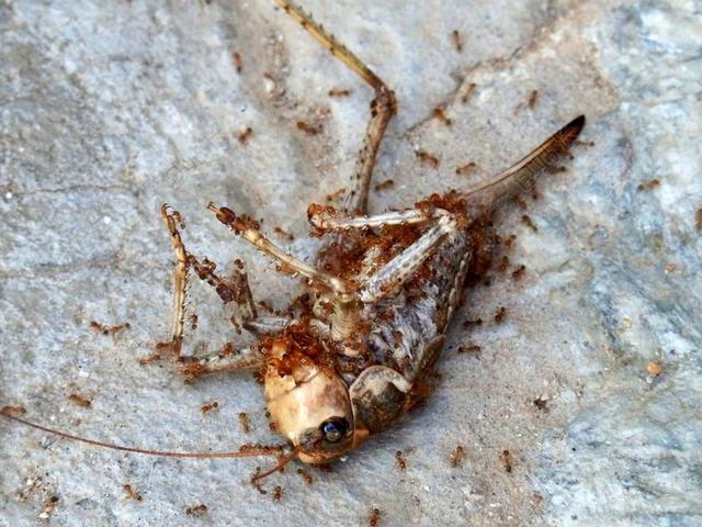 昆虫 死虫 蝗虫 剑角蝗科 蚂蚁 说的胡话