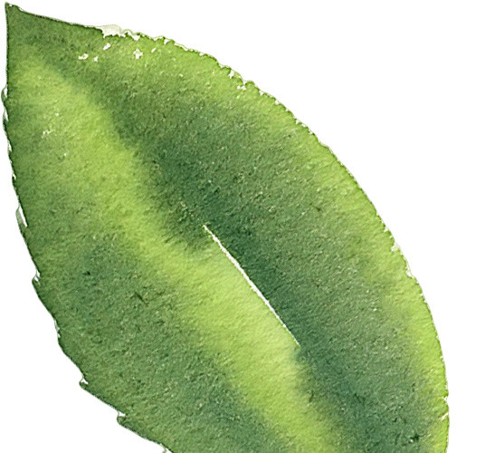 手绘水彩植物叶子素材