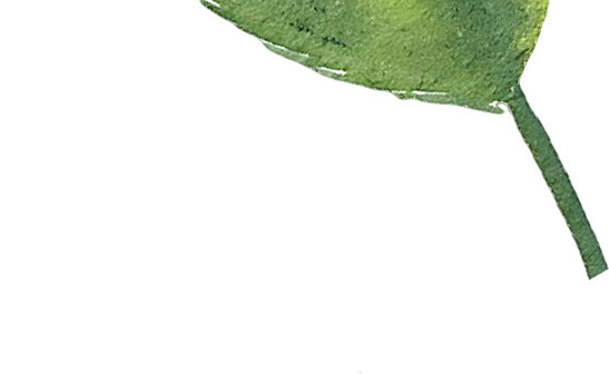 手绘水彩植物叶子素材