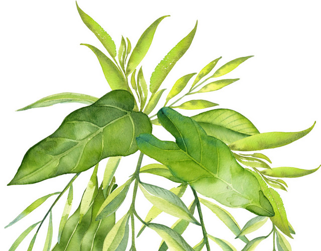 绿色水彩清新绿植叶子素材