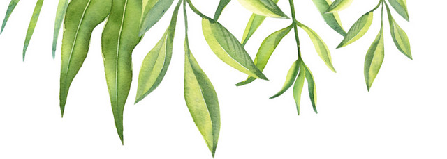 绿色水彩清新绿植叶子素材