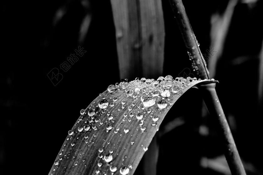 黑白叶子上的露珠背景图片