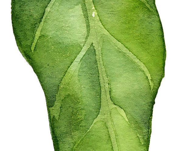 水彩清新绿植叶子素材