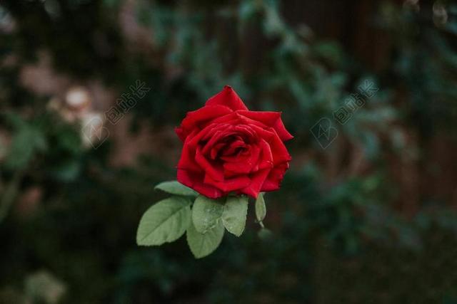 花 鲜花 自然 大自然壁纸 红玫瑰 玫瑰