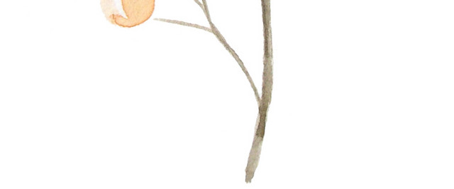 国画水彩水果植物素材
