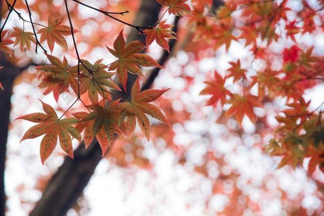 红色唯美梦幻枫叶背景图片