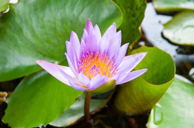 绿色莲花池唯美背景图片