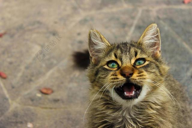 动物 宠物 可爱 小猫 猫