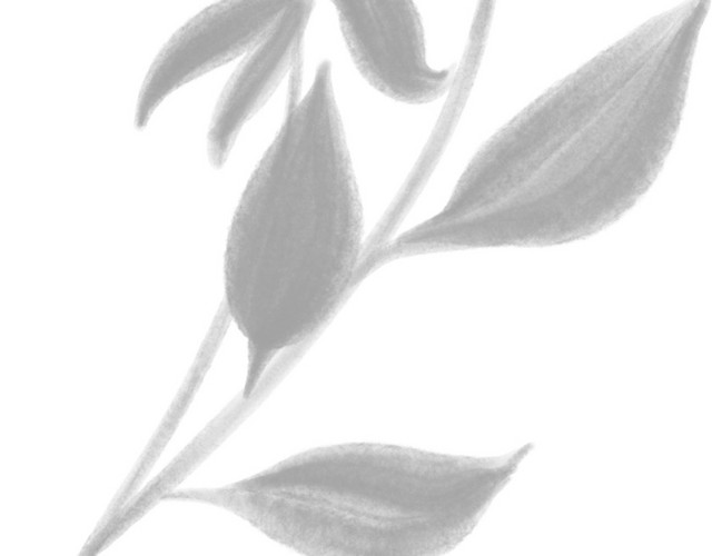 粉色水彩花朵素材