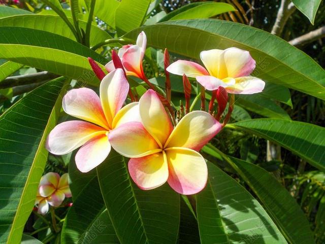 姜黄色百合花 花 热带 白 黄色 自然 夏威夷 盛开 开花