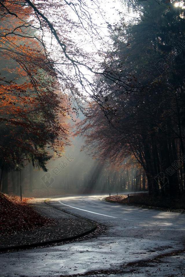 秋季 上午 阳光 心情 路 空 秋天的颜色 树木 秋天的心情
