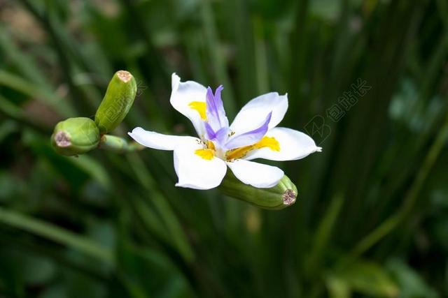 花 植物 兰花 花园 花卉园