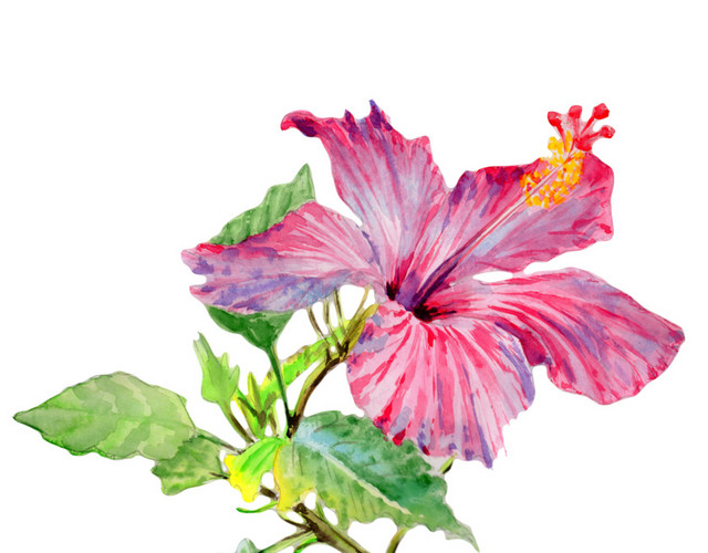 美丽夏花水彩花朵素材
