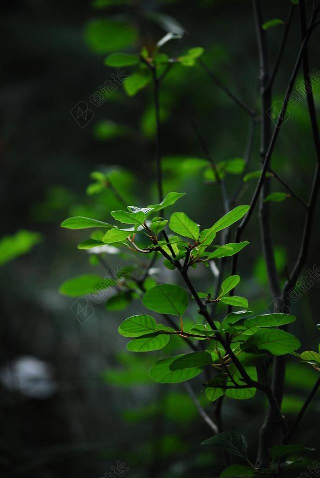 绿色植物绿色的枝头嫩叶背景图片