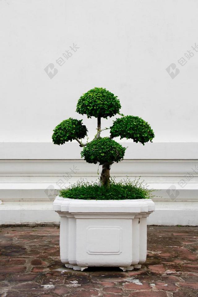 盆景 树  绿色 叶子 成长 盆栽的植物