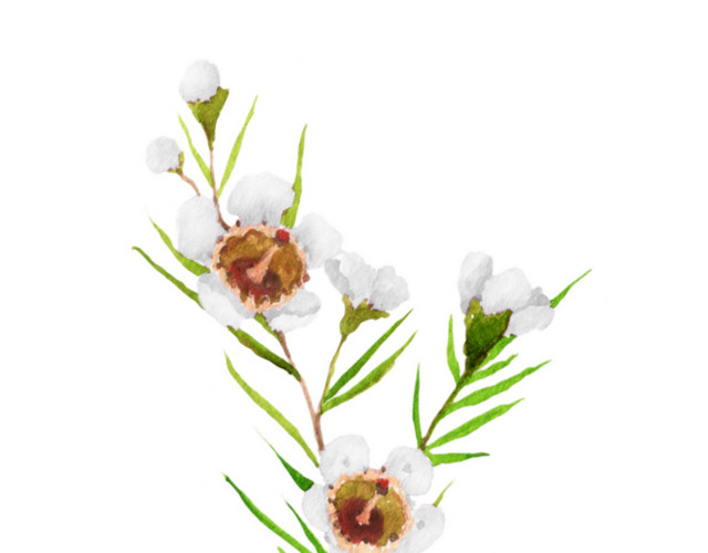 白色小花水彩素材