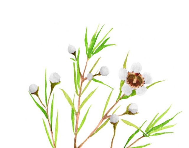 唯美白色小花植物水彩素材