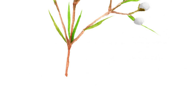 唯美白色小花植物水彩素材