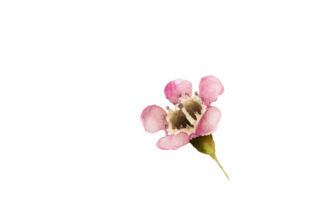 粉色手绘花朵水彩素材