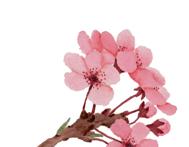 手绘粉色梅花水彩素材
