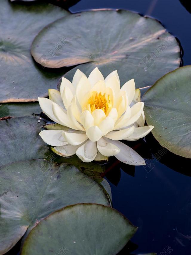 花 植物 池塘 水百合 睡莲 鲜花 性质 春 绿色 花园