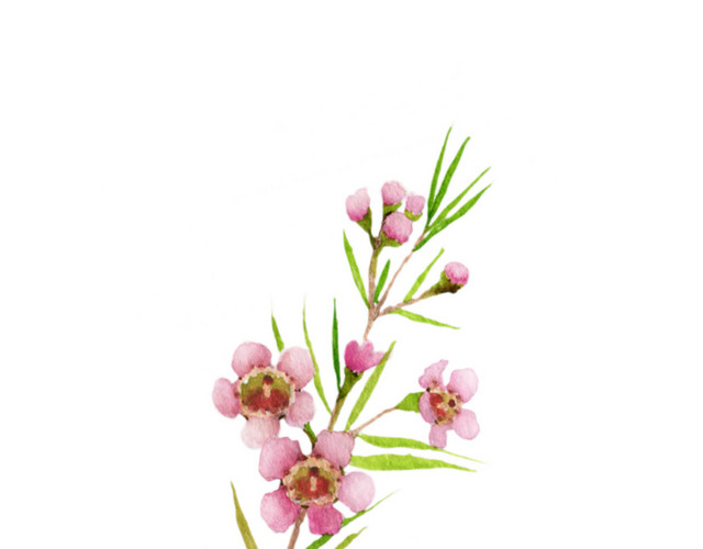 粉色小花水彩装饰素材