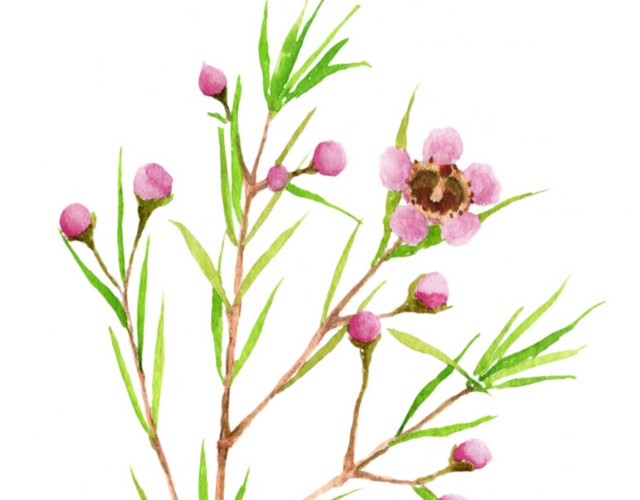 粉色夹竹桃水彩素材