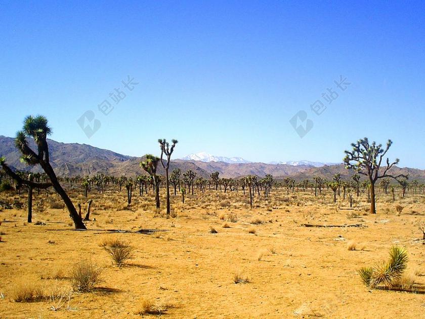 约书亚树 国家公园 自然 仙人掌 树 约书亚 国家 公园