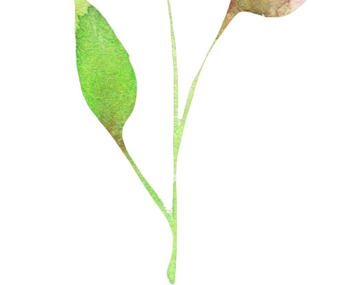 清新水彩树叶矢量素材