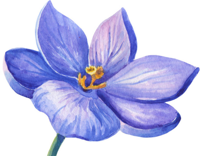 水彩手绘花朵矢量素材