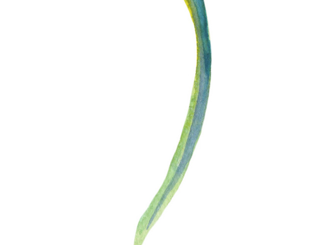 水彩手绘花朵矢量素材