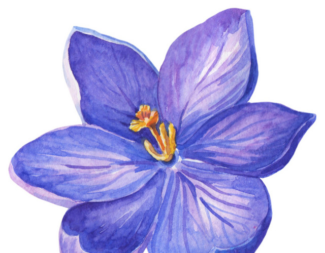 水彩手绘花朵叶子矢量素材