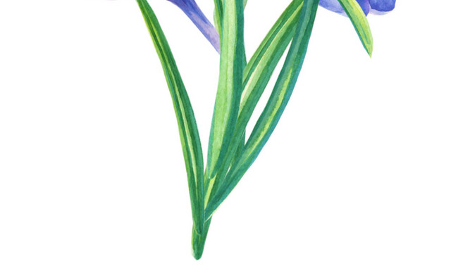 水彩手绘花朵叶子矢量素材
