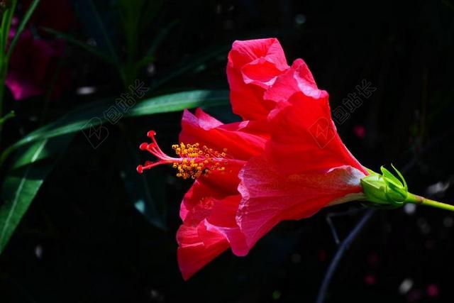 芙蓉 花 开花 红色 棉花糖 锦葵 锦葵科 观赏植物